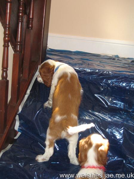 2009-04-07 07.JPG - Zen being brave, leading the way up the stairs